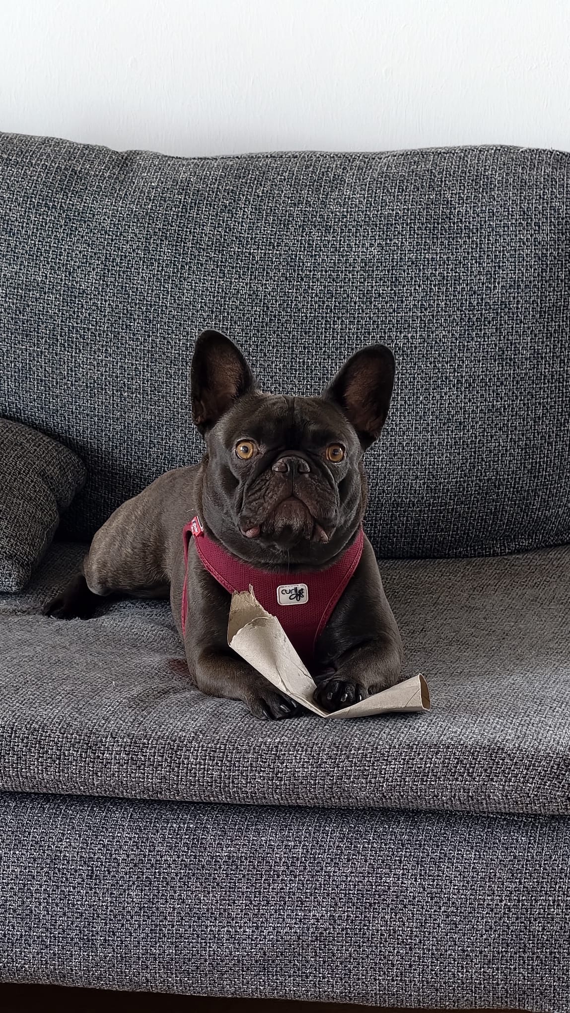 Maja, der Bürohund von MDSYSTEC